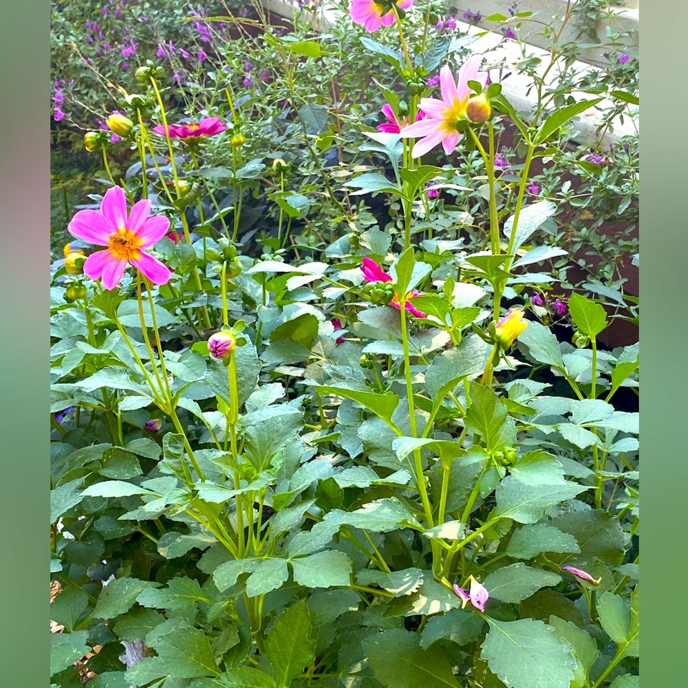 Thank you for visiting my little closet!